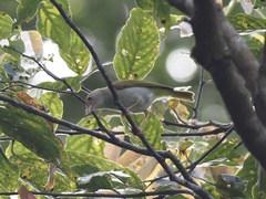 Erpornis zantholeuca
