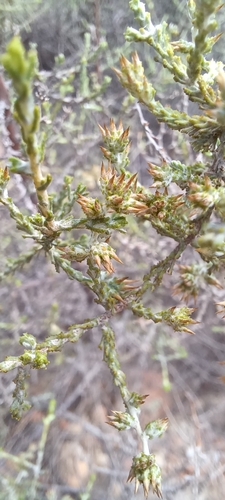 Image of Myrovernix intricata by (c) Danie Palm, some rights reserved (CC BY)
