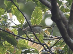 Erpornis zantholeuca