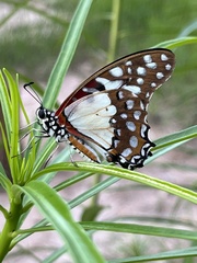 Graphium