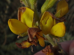 Adenocarpus viscosus image