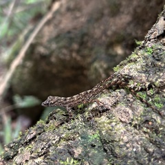 Anolis stratulus