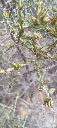 Image of Myrovernix intricata by (c) Danie Palm, some rights reserved (CC BY)