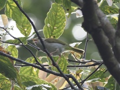 Erpornis zantholeuca