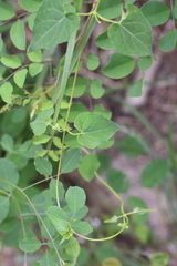 Cynanchum wilfordii