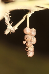 Andricus grossulariae