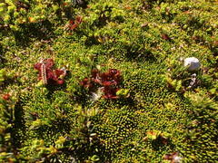 Drosera uniflora