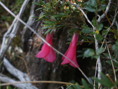 Philesia magellanica