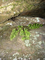 Asplenium montanum