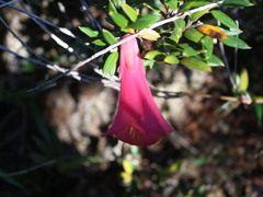 Philesia magellanica