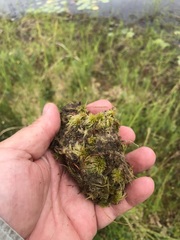 Sphagnum cuspidatum