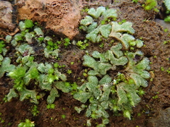 Riccia papillosa image