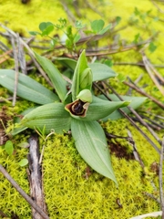 Ophrys × heraultii