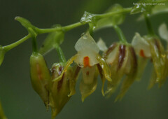 Gomesa gomezoides