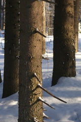 Picea × fennica