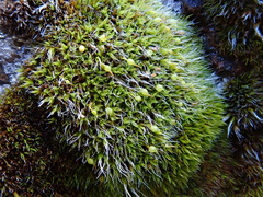 Grimmia curviseta