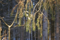 Picea × fennica