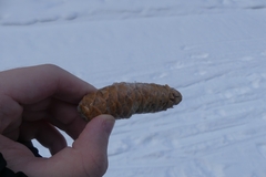Picea × fennica