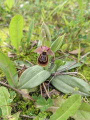 Ophrys × heraultii