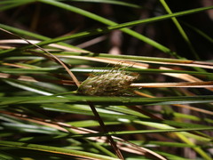 Carex dolichophylla