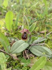 Ophrys × heraultii