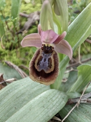 Ophrys × heraultii