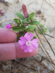 Silene littorea