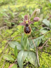 Ophrys × heraultii