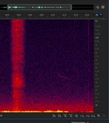 Plectrophenax nivalis