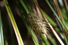 Carex dolichophylla