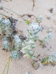 Achillea maritima maritima
