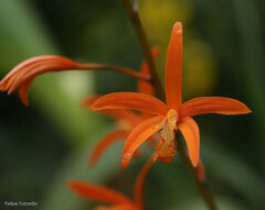 Cattleya cinnabarina