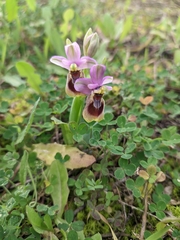 Ophrys tenthredinifera