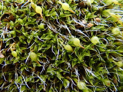 Grimmia curviseta