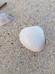 Cerastoderma glaucum