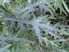 Cirsium nipponicum incomptum