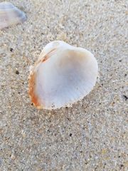 Cerastoderma glaucum