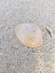 Mactra stultorum