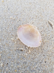 Mactra stultorum