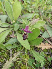Ophrys × heraultii