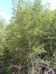 Sideroxylon obtusifolium