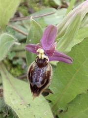 Ophrys × heraultii