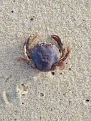 Polybius henslowii