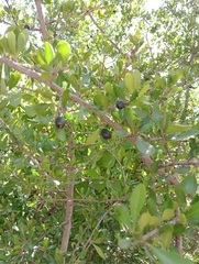 Sideroxylon obtusifolium