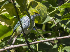 Ixothraupis guttata