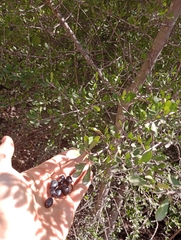 Sideroxylon obtusifolium