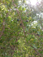 Sideroxylon obtusifolium