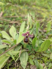 Ophrys × heraultii