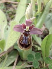 Ophrys × heraultii