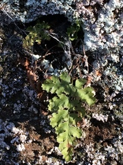 Asplenium adiantum-nigrum